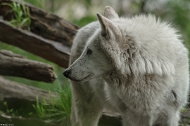 Wolf_Dub1505-Leikun-01