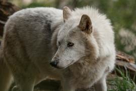 Wolf_Dub1505-Leikun-02