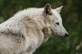Wolf_Dub1505-Leikun-03