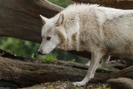 Wolf_Dub1505-Leikun-04