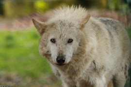 Wolf_Dub1505-Leikun-08