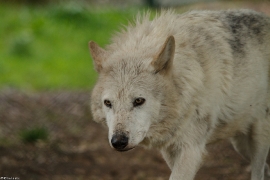 Wolf_Dub1505-Leikun-09