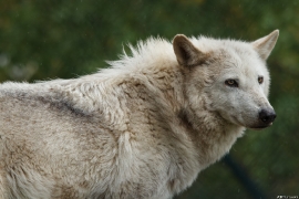 Wolf_Dub1505-Leikun-10