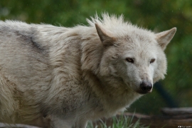 Wolf_Dub1505-Leikun-11