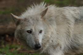 Wolf_Dub1505-Leikun-12