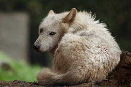 Wolf_Dub1505-Leikun-14