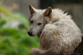 Wolf_Dub1505-Leikun-15