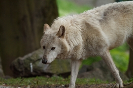 Wolf_Dub1505-Leikun-16