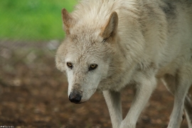 Wolf_Dub1505-Leikun-17