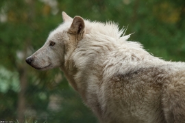 Wolf_Dub1505-Leikun-18