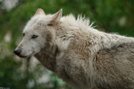 Wolf_Dub1505-Leikun-19