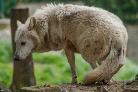 Wolf_Dub1505-Leikun-21