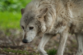 Wolf_Dub1505-Motomo-02