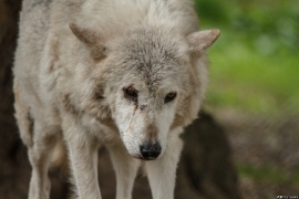 Wolf_Dub1505-Motomo-03