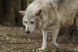 Wolf_Dub1505-Motomo-04