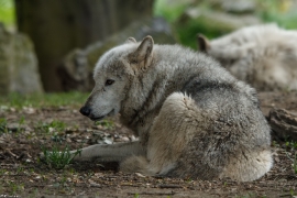 Wolf_Dub1505-Tahni-01