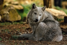 Wolf_Dub1505-Tahni-02