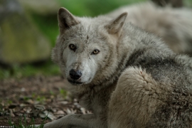 Wolf_Dub1505-Tahni-03