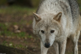 Wolf_Dub1505-Tahni-04