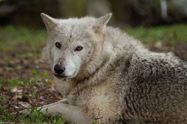 Wolf_Dub1505-Tahni-05
