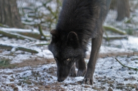 Saerbeck1202Kati_Bootsmann-17