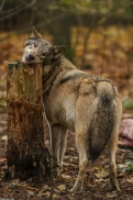 Saerbeck1411Kati_Inka-03