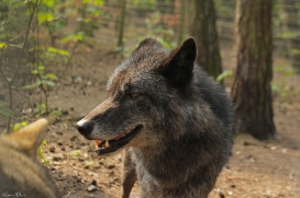 Saerbeck1404Jessi_Bo-13