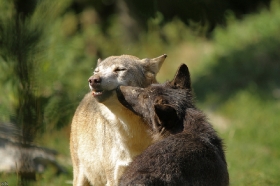 Wolf_BadM1109-All-2