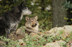 Wolf_BadM1110-All-1