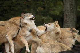 Wolf_BadM1110-All-3