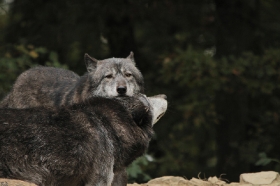 Wolf_BadM1110-All-5