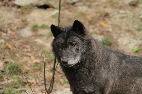 Wolf_BadM1110-Black-6