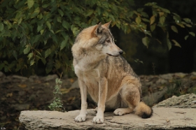 Wolf_BadM1110-Brown-15