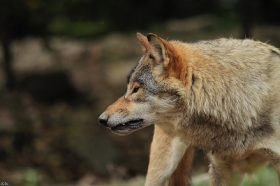Wolf_BadM1110-Brown-1