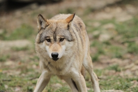 Wolf_BadM1110-Brown-4