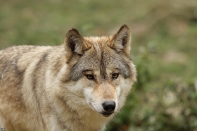 Wolf_BadM1110-Brown-5