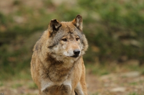 Wolf_BadM1110-Brown-7