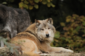 Wildpark Bad Mergentheim