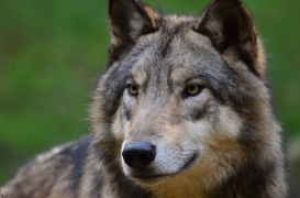 Timber Wolves