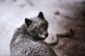 lueneburglina_enook0501ina-09
