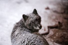 lueneburglina_enook0501ina-11