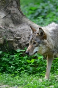 Springe1107BineG_Yakima-02