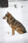 Springe1212Kati_Yakima-01