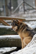 Springe1203BineG_Tala-12