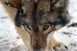 Springe1203BineG_Yakima-03