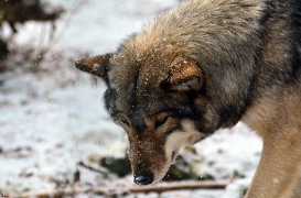 Springe1203BineG_Yakima-04