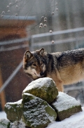 Springe1203BineG_Yakima-10