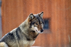 Springe1203BineG_Yakima-11