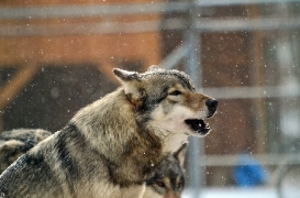 Springe1203BineG_Yakima-13