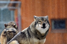 Springe1203BineG_Yakima-14